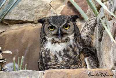 Athena Great Horned Owl 2025